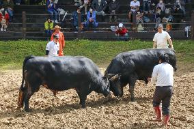 Traditional bullfighting in Japan