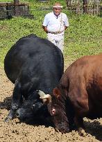 Traditional bullfighting in Japan