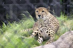 Cheetah display at Chiba zoo
