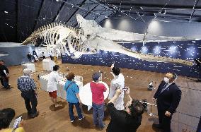 Whale facility reopens in northeastern Japan