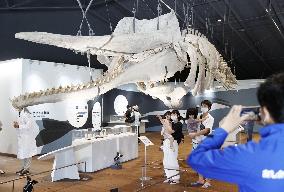 Whale facility reopens in northeastern Japan