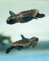 Sea turtle hatchlings at central Japan aquarium