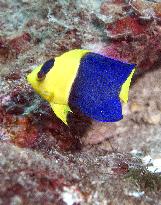 Ocean life off central Japan