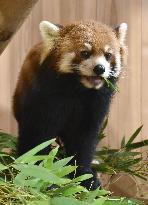 Lesser panda at Japanese zoo