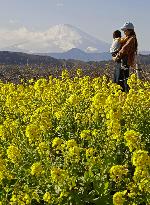 Rape flowers in eastern Japan