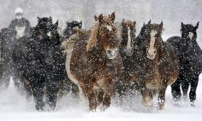 Horses run in snow in northern Japan