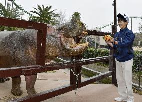 Hippopotamus at Japanese zoo