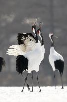 Red-crowned cranes in northern Japan