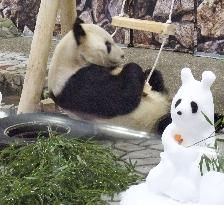 Giant panda in western Japan zoo