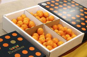 Season's first shipment of kumquats in southwestern Japan