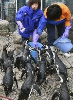 Magellanic penguins at Japanese aquarium