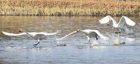 Bewick's swan migration