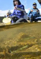 Salmon fry released in Fukushima river