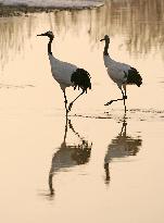 Red-crowned cranes in northern Japan