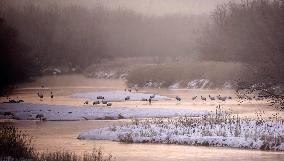 Red-crowned cranes in northern Japan