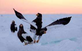 Sea eagle migration to Japan