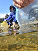 Salmon fry released in Fukushima river