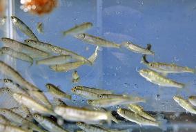 Salmon fry released in Fukushima river