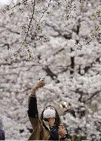 Cherry blossoms in Tokyo