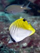 Ocean life off central Japan