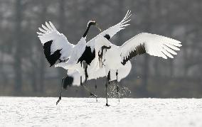 Red-crowned cranes in northern Japan