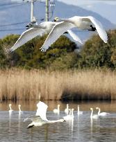 Bewick's swan migration