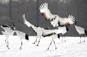 Red-crowned cranes in northern Japan