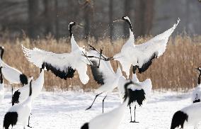 Red-crowned cranes in northern Japan