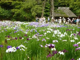 Koishikawa Korakuen garden in Tokyo