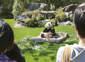 Panda at western Japan zoo