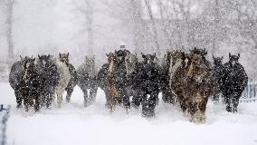 Horses run in snow in northern Japan