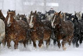 Horses run in snow in northern Japan