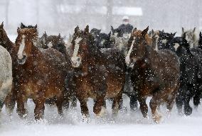 Horses run in snow in northern Japan