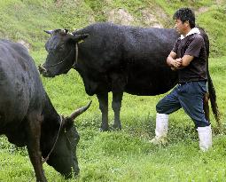 Wagyu cattle in western Japan
