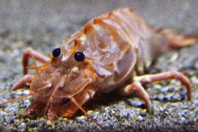 Deep-sea shrimp at northeastern Japan aquarium