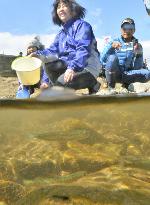 Salmon fry released in Fukushima river