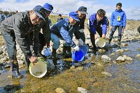 Salmon fry released in Fukushima river