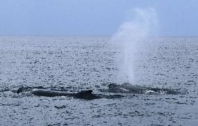 Humpback whale off southwestern Japan