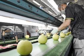 Pear shipments begin in Tottori