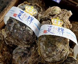 Giant oysters from Tottori