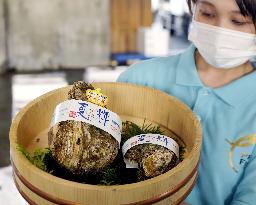 Giant oysters from Tottori