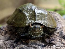 Rare horned turtle in Japan