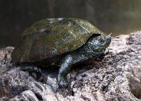 Rare horned turtle in Japan