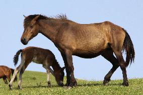 Protected horses in southwestern Japan