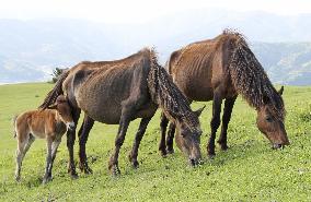 Protected horses in southwestern Japan