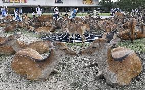 Deer in Nara