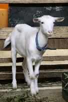 Stray young goat rescued