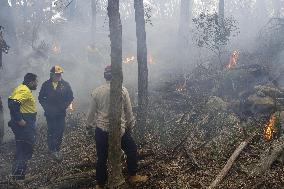 Aboriginal fire-stick farming