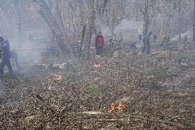 Aboriginal fire-stick farming
