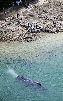 Whale gets lost in Wakayama bay